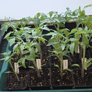 20260428_Tomaten.JPG