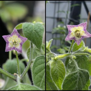 2060513_Blüte Cumari Pollux.jpg
