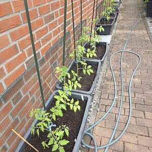 20260519_Tomaten.JPG
