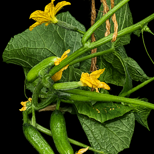 20260527_Salamanda F1.png
