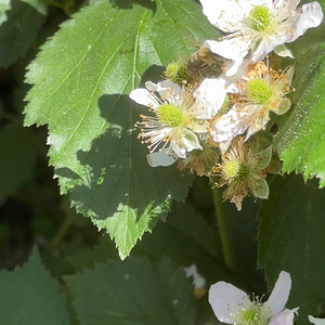 Bestäubung Brombeere