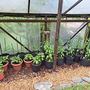 Chili Standort 1 010626.webp