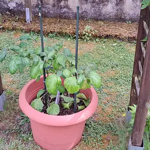 Giant Rocoto 010626.webp