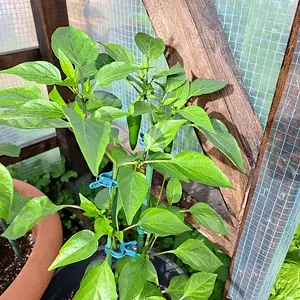 Orange Spice 030626.webp