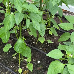 chili-pepper.de