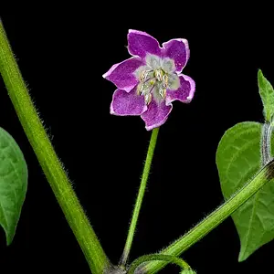 20260604_Rocoto Aji Lucento_KI.webp