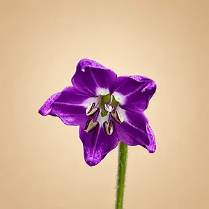 20260606_Rocoto Marlene_KI.webp