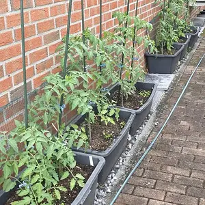 20260606_Tomatenwand.webp