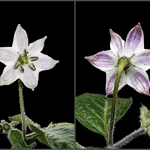 20190728_Rocoto Big Brown.webp