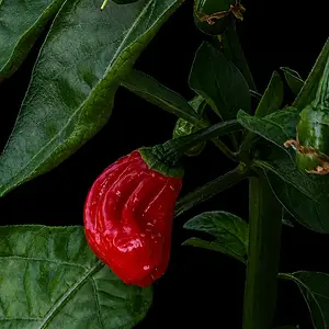20260621_Naga Morich1.webp