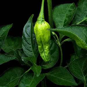 20260621_Naga Morich2.webp