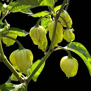 20260627_Carolina Reaper1.webp