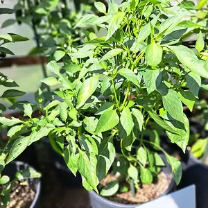 Russische Paprika 290626 01.webp
