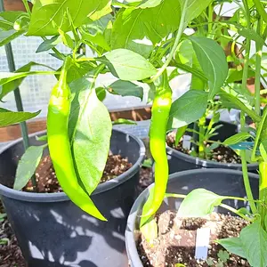 Russische Paprika 290626 02.webp