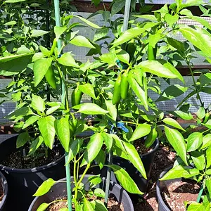 Orange Spice 290626 01.webp