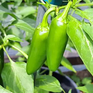 Orange Spice 290626 02.webp