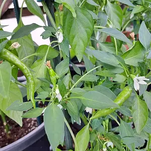 Peperoni gelb 290626 02.webp