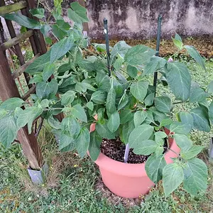 Giant Rocoto 290626 01.webp