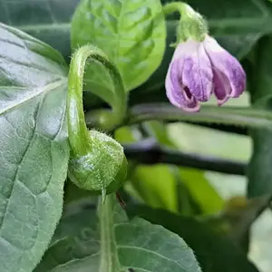 Giant Rocoto 290626 02.webp