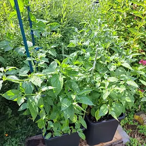 Ecuadorian Red Pepper for Hell 290626.webp