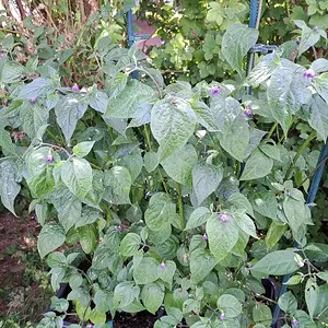 Rocoto Puno Pica 290626.webp