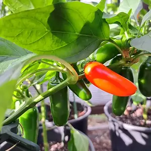NuMex Orange Spice 060726.webp