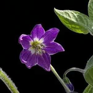 20260707_Rocoto Otavalo.webp