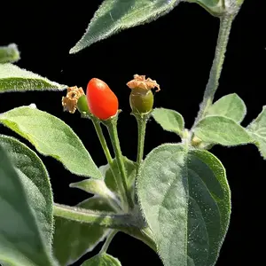 20260709_Cumari Pollux.webp