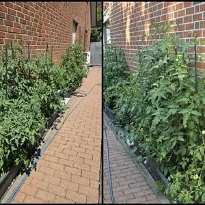 20260711_Tomaten.webp