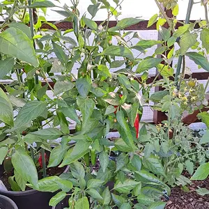 Jalapeño 120726.webp
