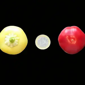 20260717_Sweet Apple Kambe.webp