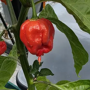 20260720_Carolina Reaper.webp