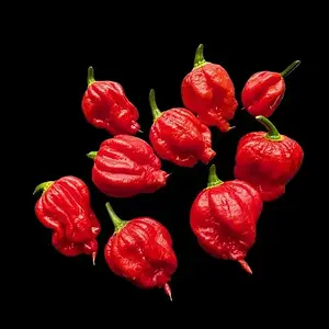 20260727_Carolina Reaper.webp