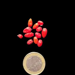 20260727_Cumari Pollux.webp