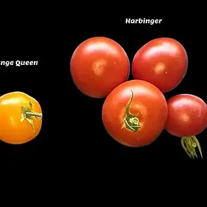 20260729_Orange Queen-Harbinger.webp