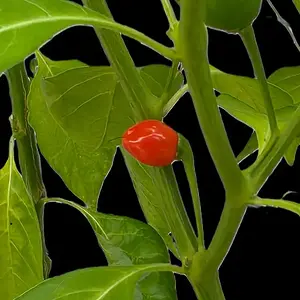 20260801_Madre de Rios.webp