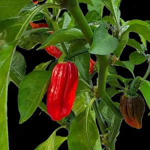20260801_Naga Morich.webp