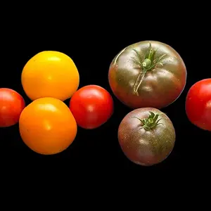 20260802_Tomatenernte.webp