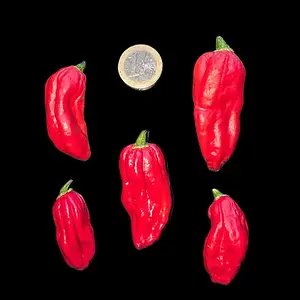 20260808_Naga Morich.webp