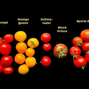 20260809_Tomatenernte.webp