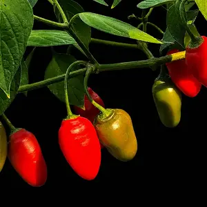 20260811_Rocoto Aji Lucento.webp