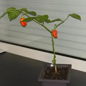 20260815_Naga Morich-Bonchi.webp