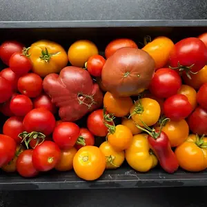 20260817_Tomatenernte.webp