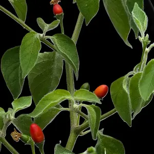 20260821_CGN 20805-Goat Pepper.webp