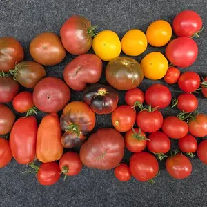 20260823_Tomatenernte.webp