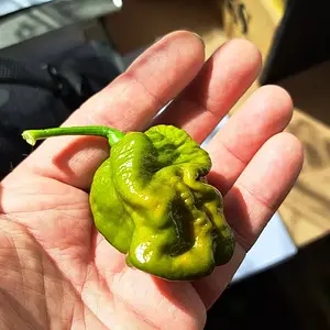 TS Moruga Green.webp