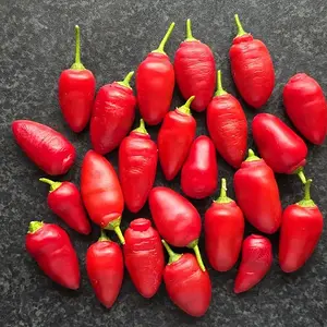 20260905_Rocoto Aji Lucento.webp