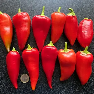 20260907_Kurtovska Kapiya Paprika.webp
