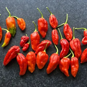 20260913_Naga Morich.webp