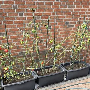 20260916_Tomaten1.webp